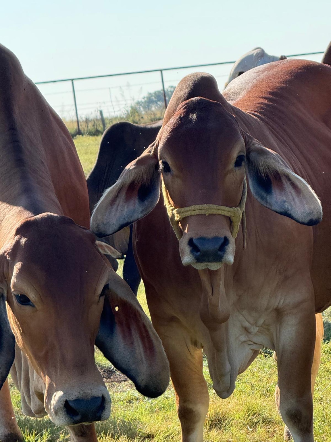 Cows standing calmly