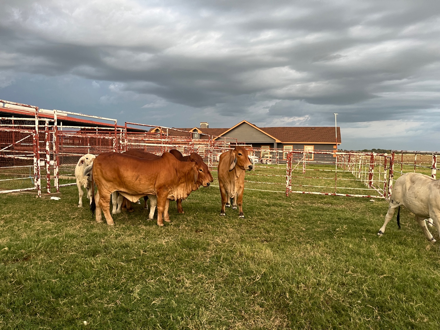 Cows near the farm facility under the Texas sky